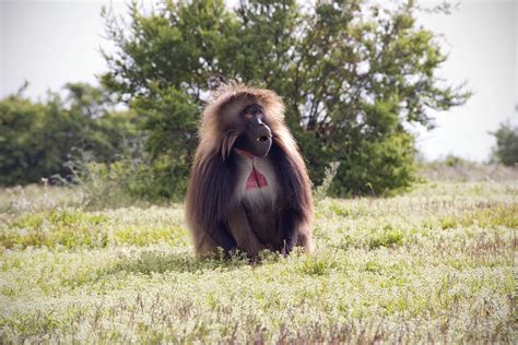 Where To Film The Gelada Baboon In Ethiopia Africa Fixers