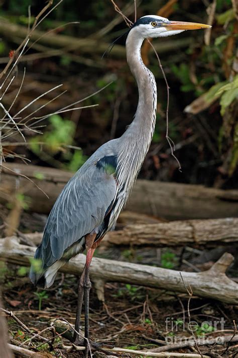 Great Blue Heron In Florida Swamp Photograph By Natural Focal Point