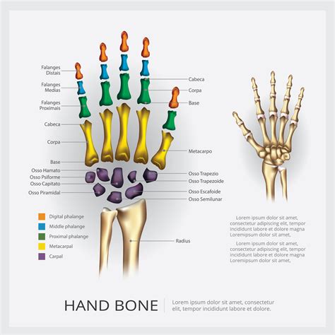 Hand Anatomy Bones Joints