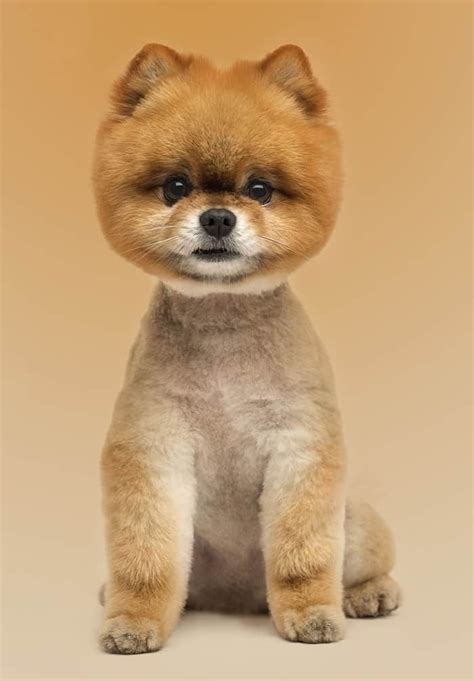 Pomeranian Haircut Styles