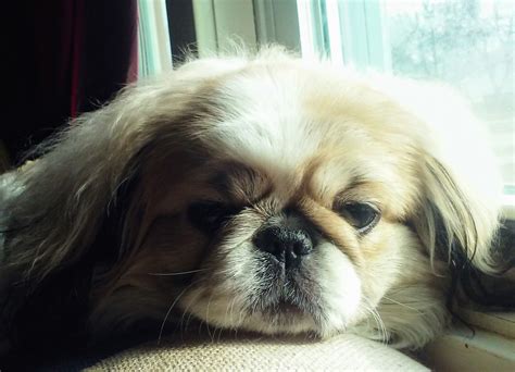 Pekingese Puppies For Sale Brook Park OH 302470