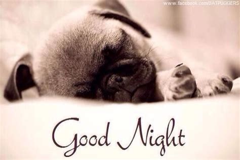 Good Night Pug Pug Love I Love Dogs Baby Pugs For Sale Good Night
