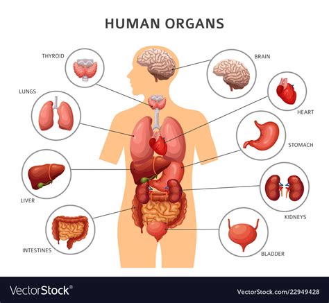 Organum, instrument, tool) is a group of tissues that perform a specific function or group of functions. Female Lower Back Anatomy Internal Organs - Female internal organs, artwork - Stock Image C001 ...