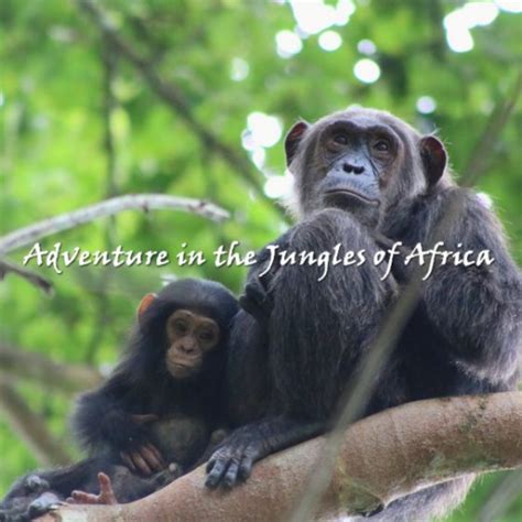 Acacia Safaris Uganda Uganda Safari Adventures Of A Lifetime 202122