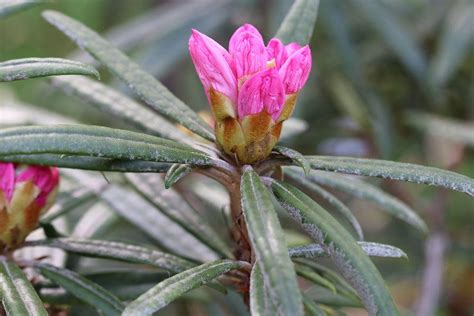 Die blütezeit dieser heckenpflanze hängt von der. Blütezeit: wann blüht der Rhododendron?