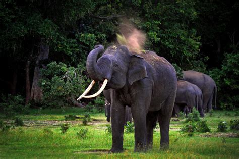 Sri Lankan Elephant Pictures Peepsburghcom