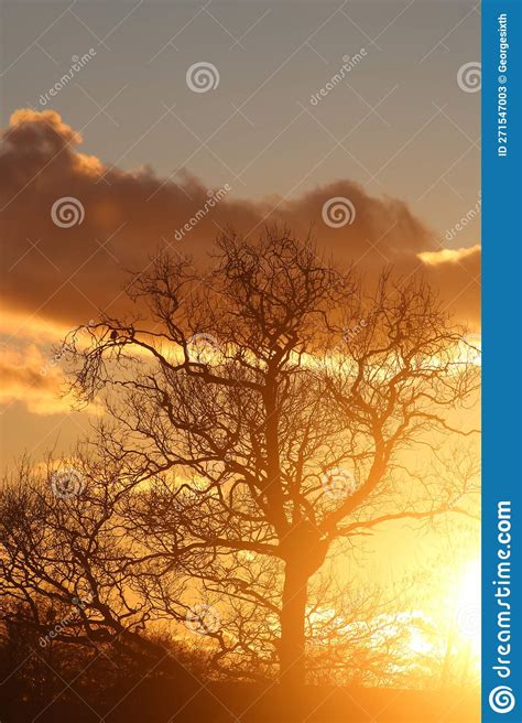 Tree Skeleton Silhouette At Sunset Stock Image Image Of Silhouette
