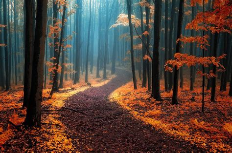 Foggy Autumn Wallpapers Wallpaper Cave