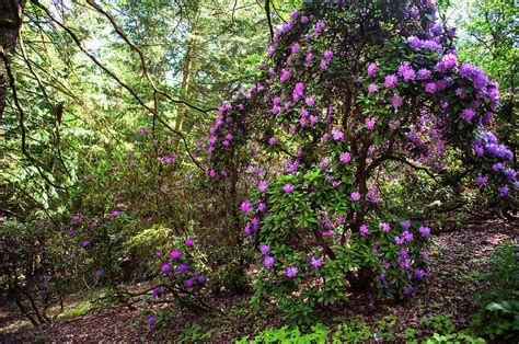 Fairy Woods Of Blooming Rhododendrons Photograph By Jenny Rainbow Pixels