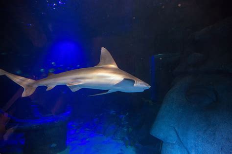 Photos New Sharks Arrive At Sea Life Orlando Aquarium Blogs