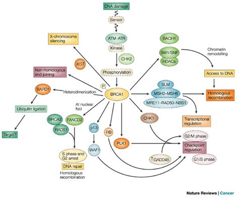 How Brca1 And Brca2 Genes Relate To Breast And Ovarian Cancers Cancer