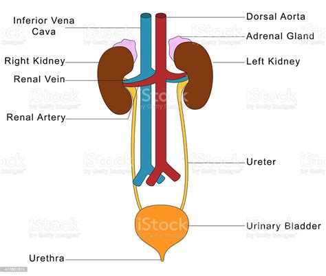 Human Urinary System Stock Illustration Download Image Now Istock