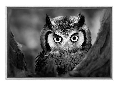 Transform Your Space With Owl Black And White Canvas Art Print Final