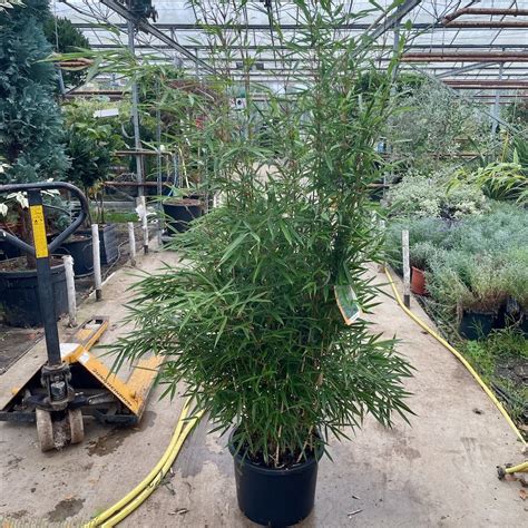 Bamboo Fargesia Robusta Campbell For Sale Bamboo For Sale Delivery