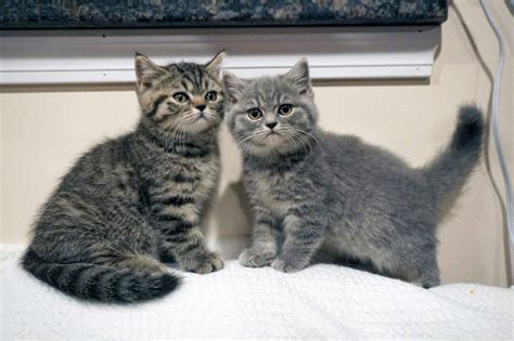 For sale male and female kittens mum is scottish fold dad burmesse all been microchiped vaccinated flead and wormed ready for new homes don't miss out. Scottish Fold Cats For Sale | Holyoke, MA #261496