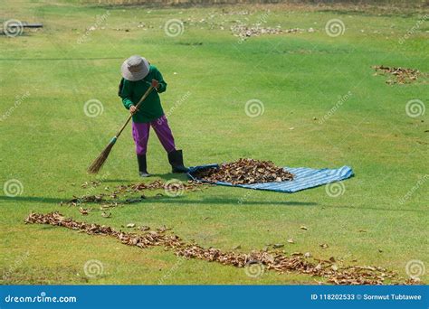 Gardener Use A Broom Leaf Sweep In The Greensward Stock Image Image