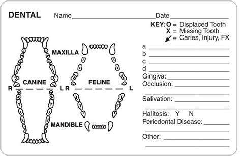 Below is a typical feeding chart to accompany the first few weeks of a newborn kittens' life. veterinary dental chart - Google Search | Vet medicine ...
