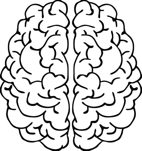 Kostenloses Bild Auf Pixabay A Ich Ai Anatomie Brain Png Brain