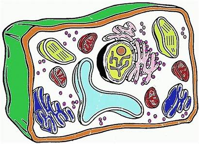 Plant Cell Drawing Quizlet Organelles Diagram Clipartmag
