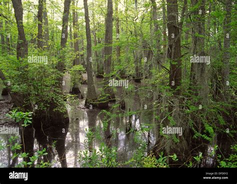 The Great Dismal Swamp Is A Marshy Area On The Coastal Plain Region Of