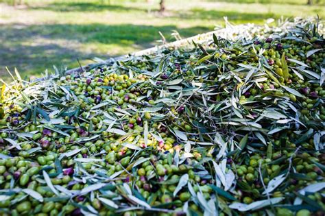 Green Olive Harvest In Apulia South Italy Stock Photo Image Of Green