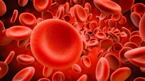 Pengertian Dan Fungsi Sel Darah Merah Darah Putih Dan Plasma Serta