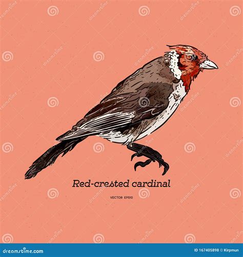 Red Crested Cardinal Paroaria Coronata Single Bird Hand Draw Sketch