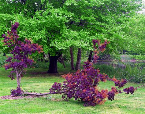 Planting a red oak tree is best done in spring or fall so the roots have time to settle in before the arrival of hot, dry weather. Red Oak Tree Growing Sideways In FDR Park - Love's Photo Album