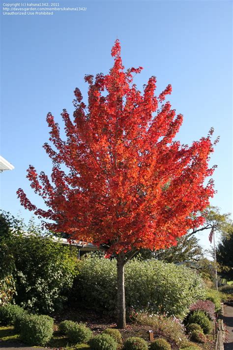 Plantfiles Pictures Red Maple Scarlet Maple Frank Jr