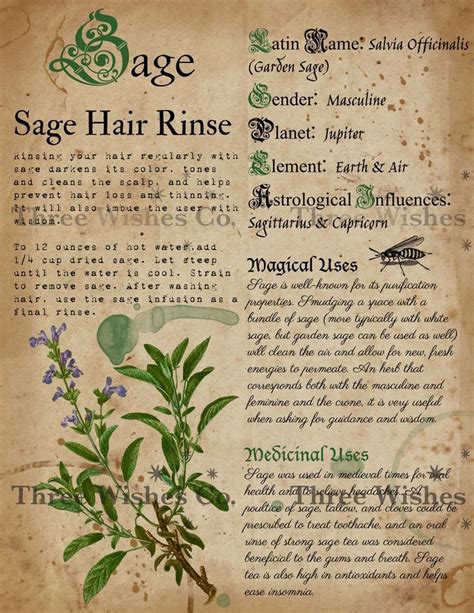 Printable Herb Profiles Book Of Shadows Pages Herb Etsy Magic Herbs