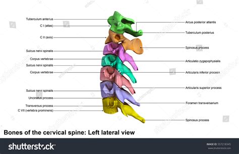 Cervical Spine Lateral View 3d Illustration Stock Illustration