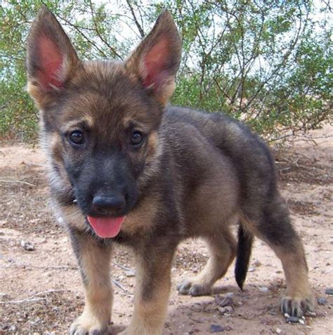Anyone interested can ping me at +91. Blue Sable German Shepherd Dog | German Shepherd Puppies ...