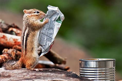 Squirrel Reading Newspaper Hd Funny Wallpapers For