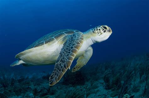 The Endangered Species Act Of 1973 Protecting Green Sea Turtles
