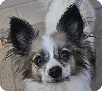 Take a look at the hundreds of animals available for adoption in our atlanta shelters. Atlanta, GA - Papillon Mix. Meet Miley a Dog for Adoption ...