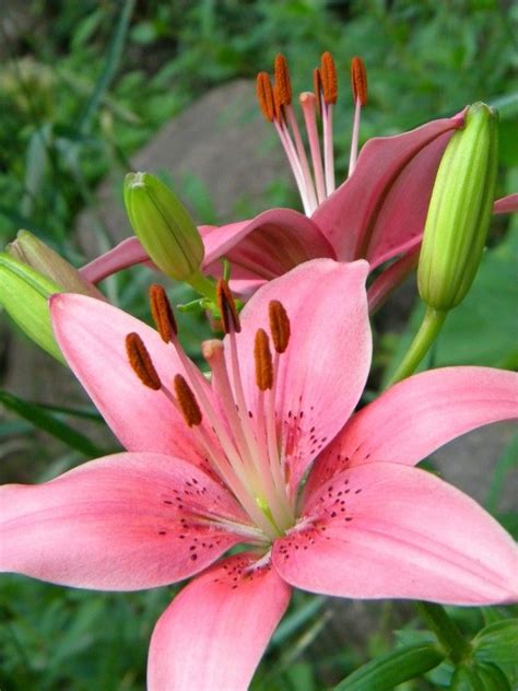 A Pink Tiger Lilly That I Photographed Very Beautiful Flowers Exotic