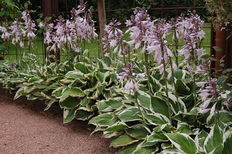 Lär dig hur man odlar denna växt, inklusive dess krav på sol eller skugga, och hur det skiljer sig från minuteman. 37 - Funkia, vitbladig. Hosta Fortunei 'Patriot' (med ...