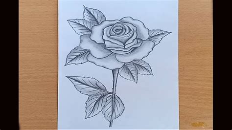 How To Draw A Rose With Pencil Sketch Youtube