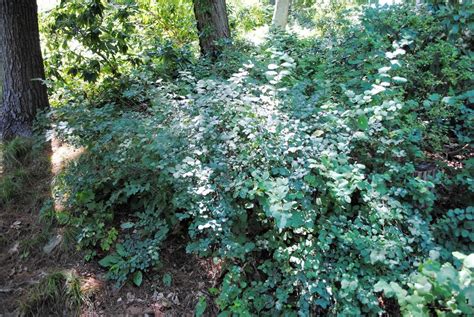 Photo Of The Entire Plant Of Snowberry Symphoricarpos Albus Posted By