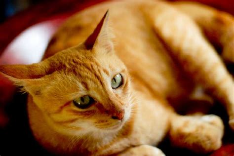 Lovely Ginger Cat Picture Of Bon Ton Resort Pantai Cenang Tripadvisor