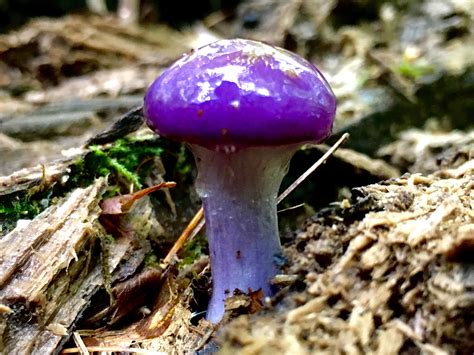 Purple Mushroom Season Is Here Mycology