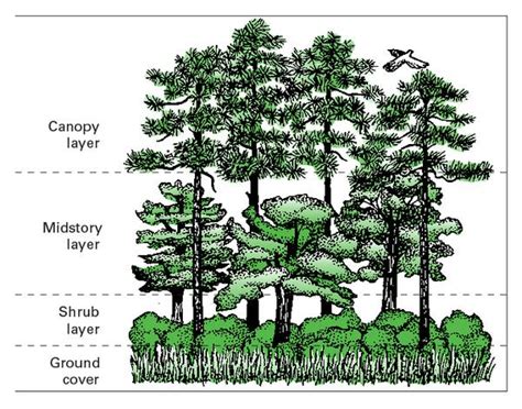 Developing Wildlife Friendly Pine Plantations Nc State Extension