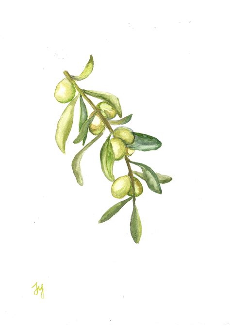 Olive Original Watercolor Painting Olives Branch Kitchen Etsy