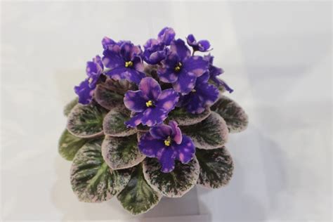 Cold water that comes in contact with the leaves of african violets can cause white blotches. African Violet Rob's Outer Orbit Semiminiature 2 leaves