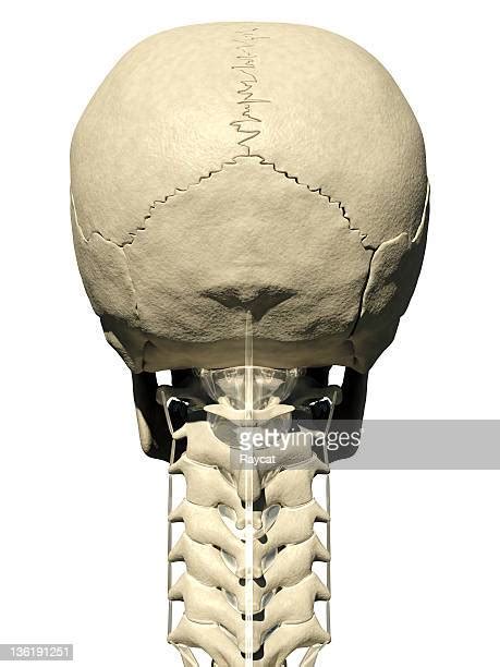 Back Of Human Skull Photos And Premium High Res Pictures Getty Images