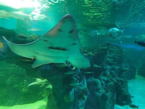 Sea Life Sydney Aquarium Updated 2020 All You Need To Know Before You