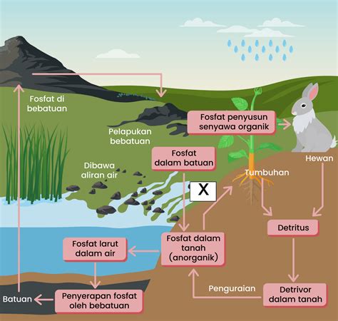 Gambar Daur Fosfor Dan Penjelasannya Jan Tucker
