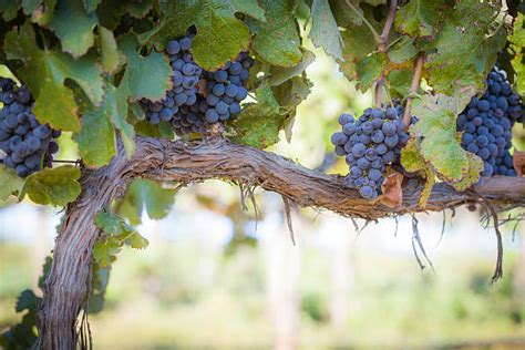 Grape Tree Stock Photos Pictures And Royalty Free Images Istock
