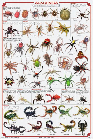 Display Chart Arachnida