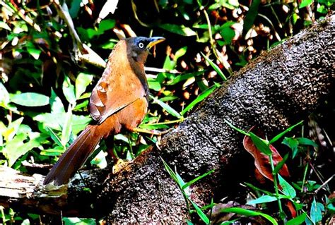 Rufous Babbler George Mothi Justin Flickr